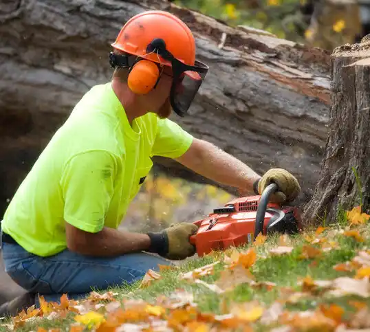 tree services New Waterford